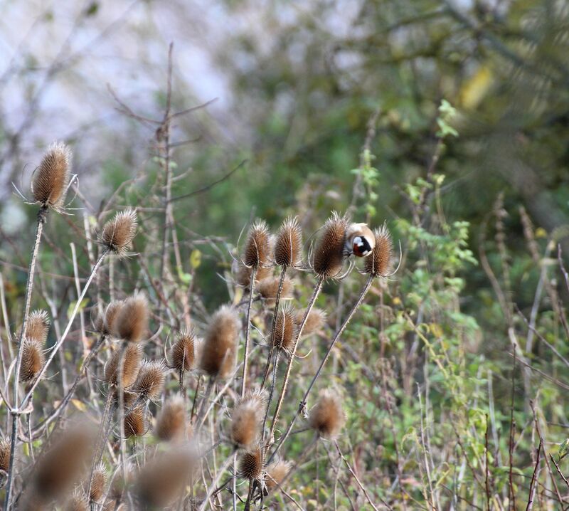 European Goldfinch