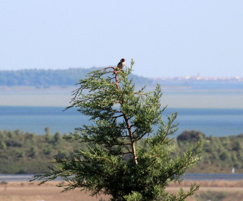 European Goldfinch