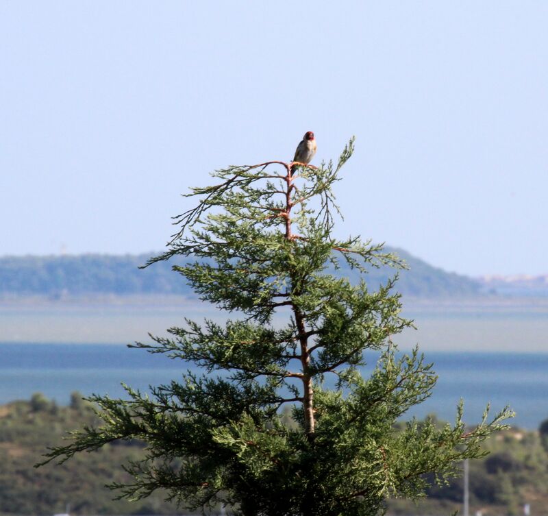 European Goldfinch