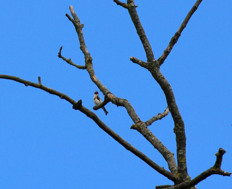 European Goldfinch