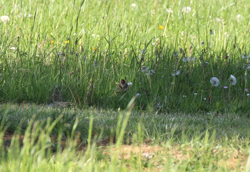 European Goldfinch