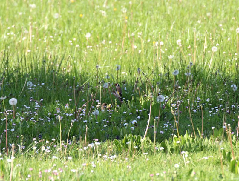 European Goldfinch