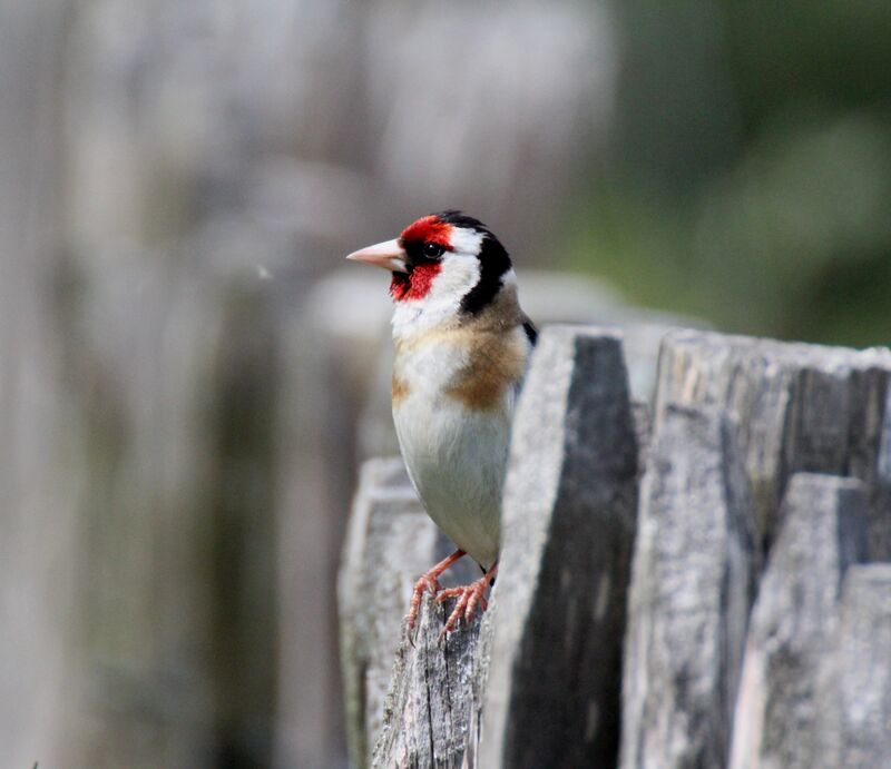 European Goldfinch