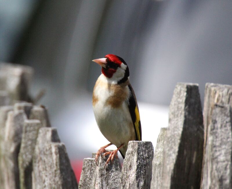 European Goldfinch