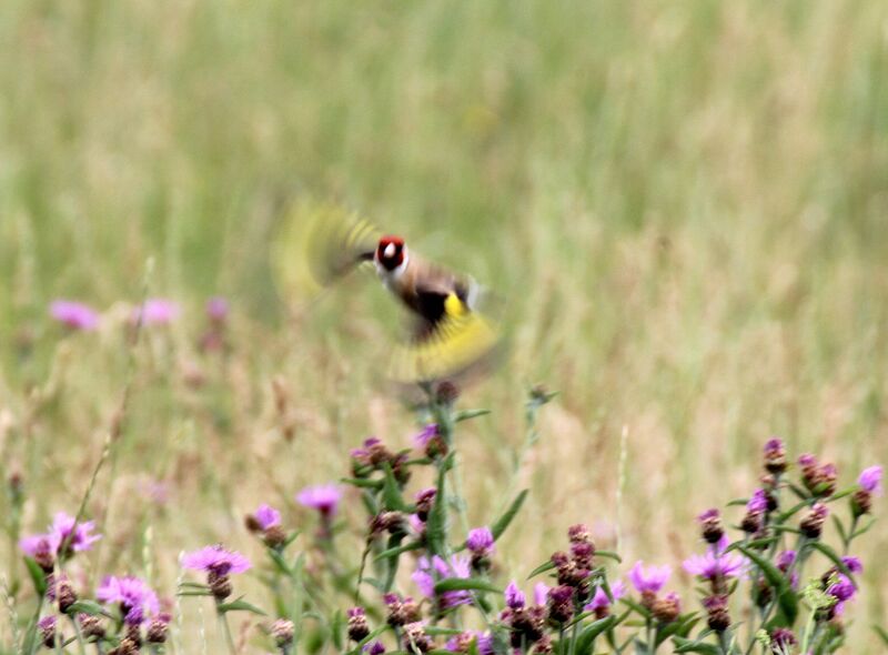 European Goldfinch