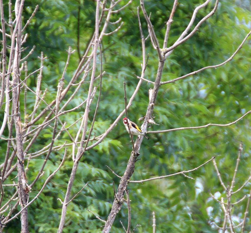 European Goldfinch