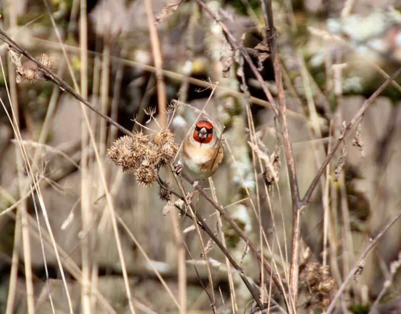 European Goldfinch