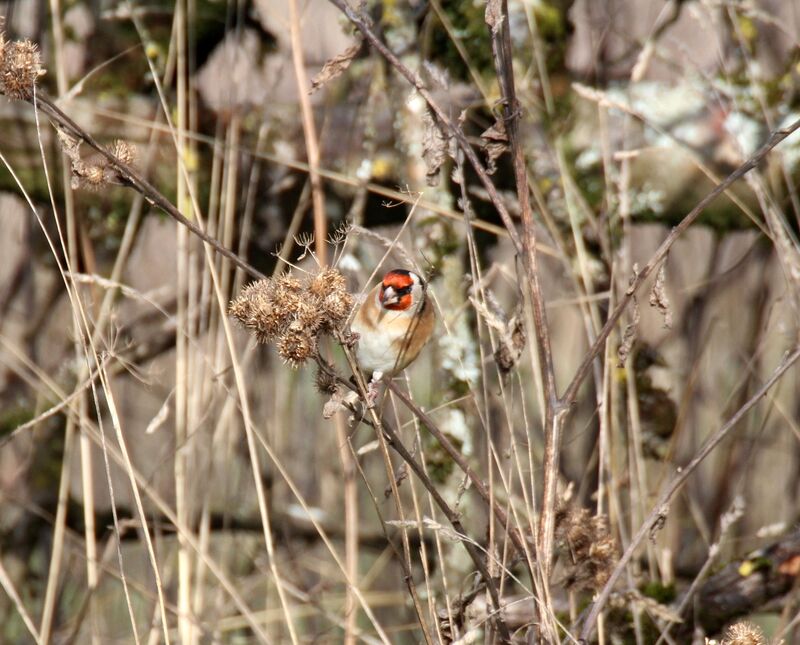 European Goldfinch