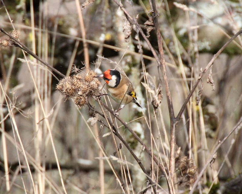 European Goldfinch