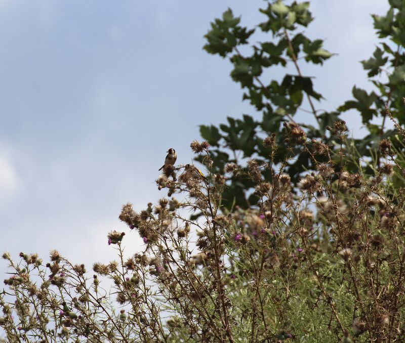 European Goldfinch