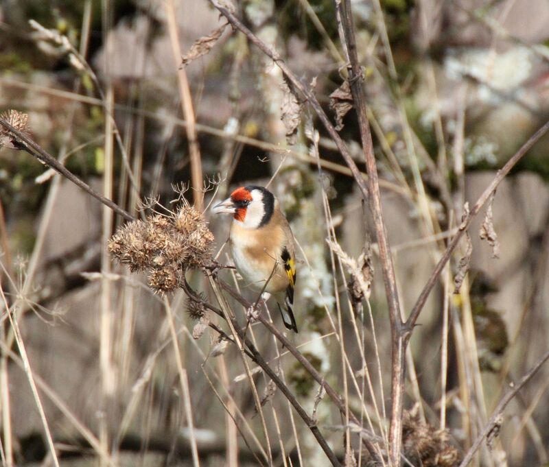 European Goldfinch