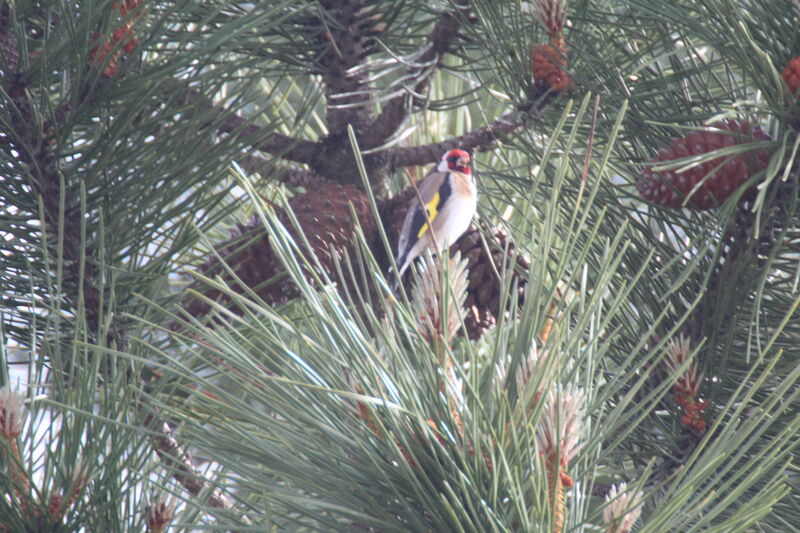 European Goldfinch