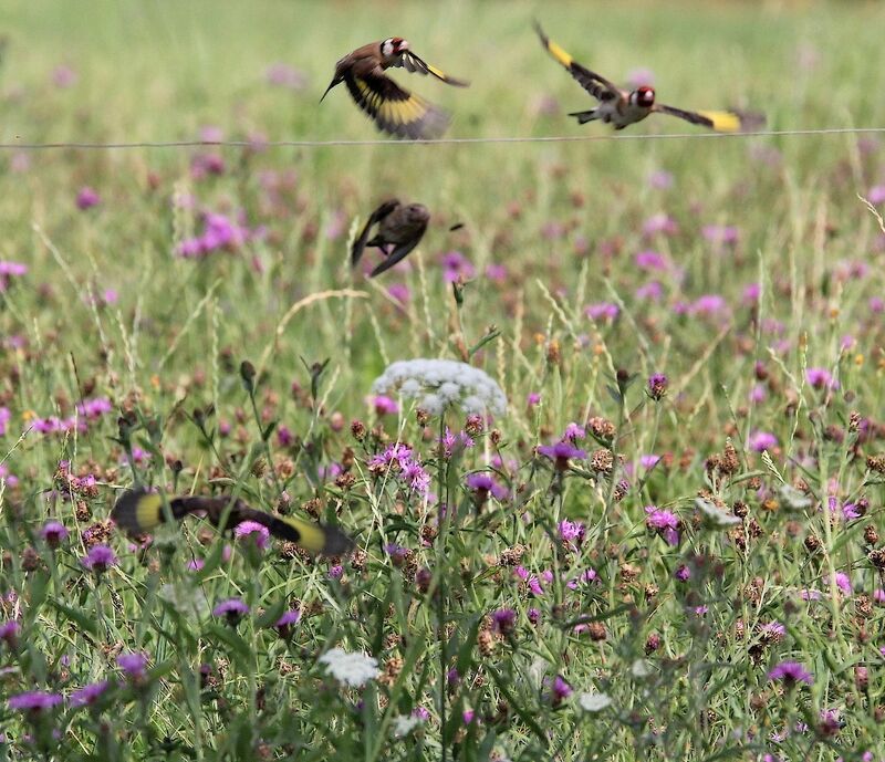 European Goldfinch