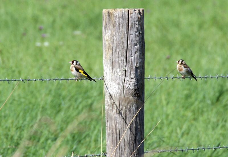 European Goldfinch