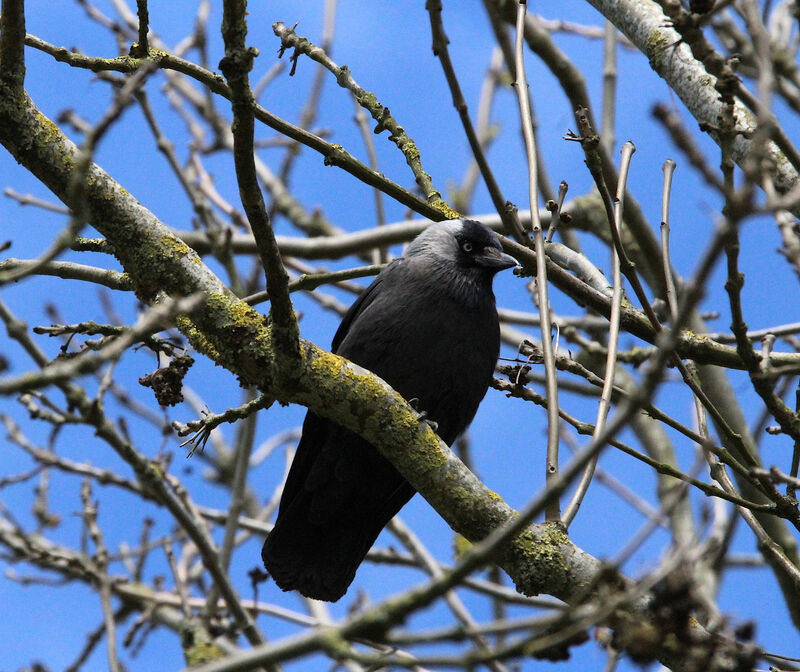 Western Jackdaw