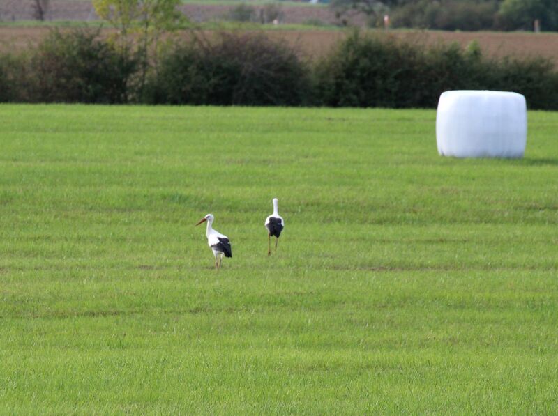 Cigogne blanche