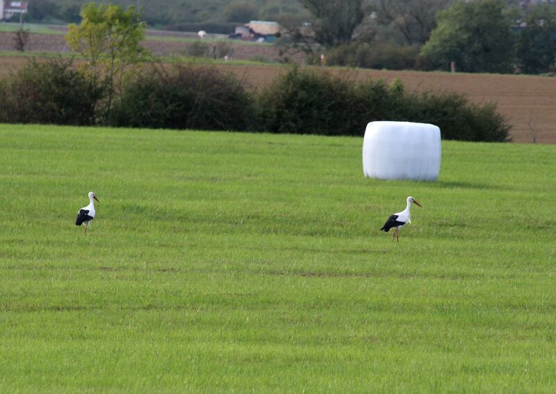 White Stork