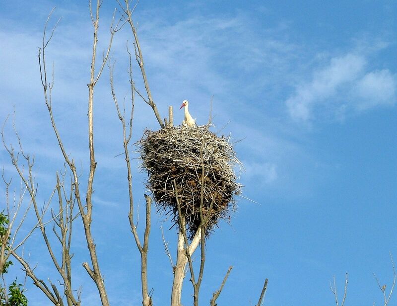 White Stork