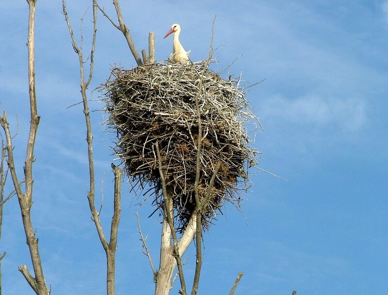 Cigogne blanche