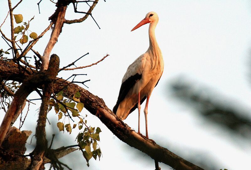 Cigogne blanche