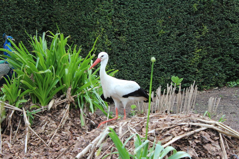 Cigogne blanche