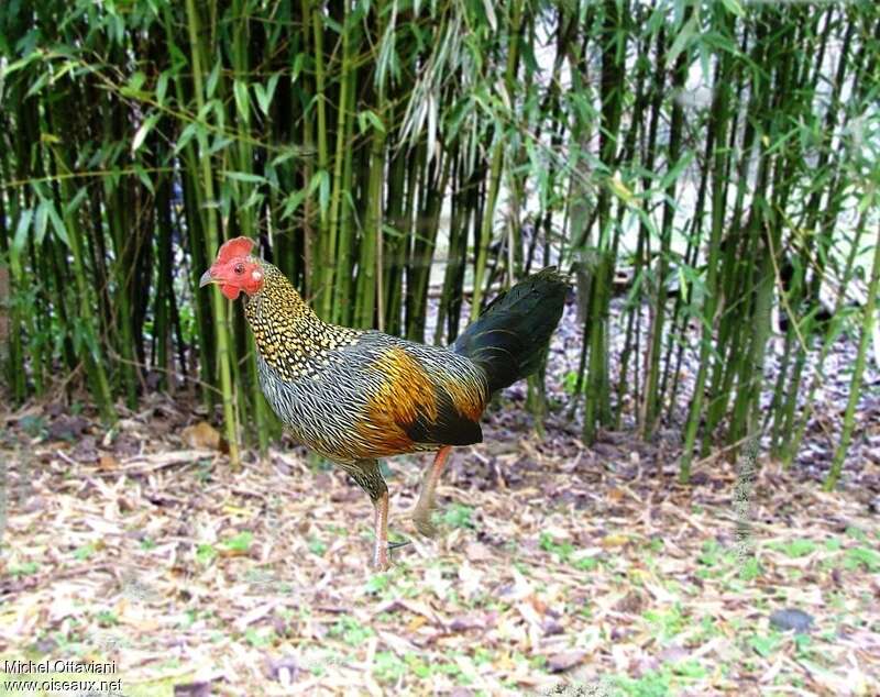 Grey Junglefowl male immature, identification