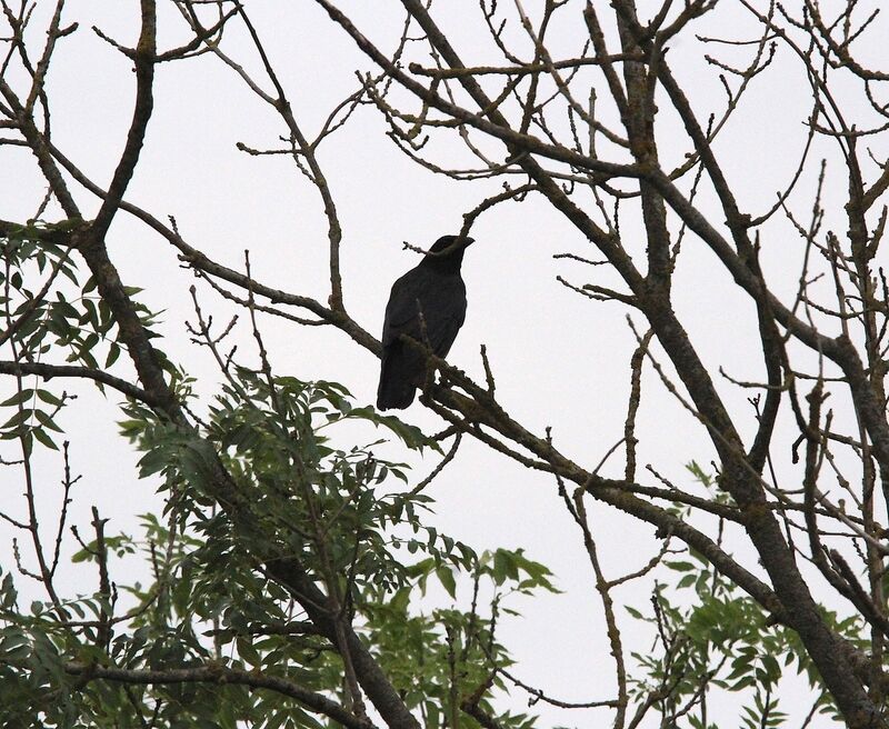 Carrion Crow