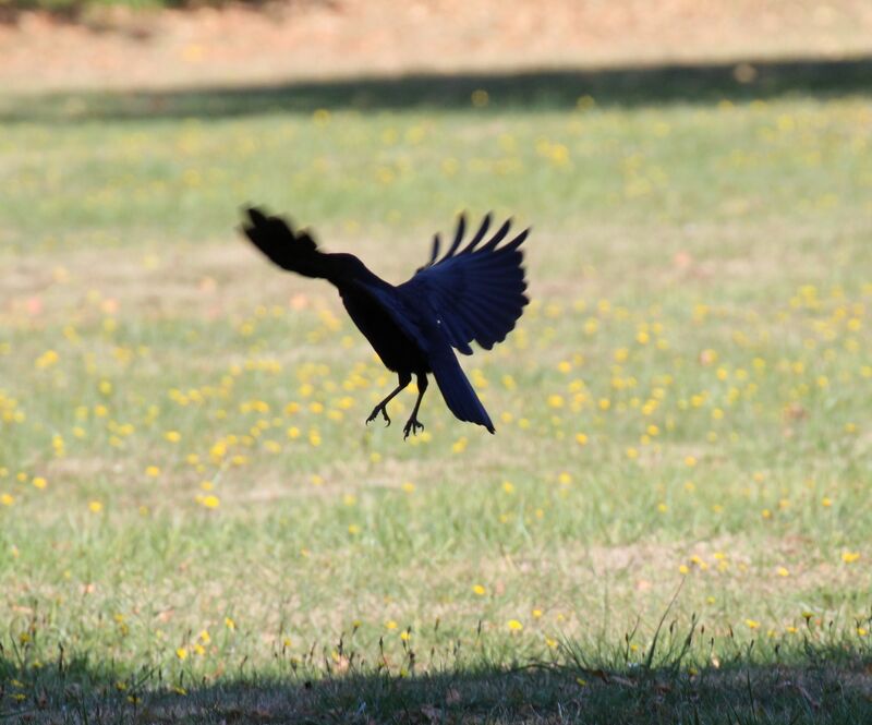 Carrion Crow