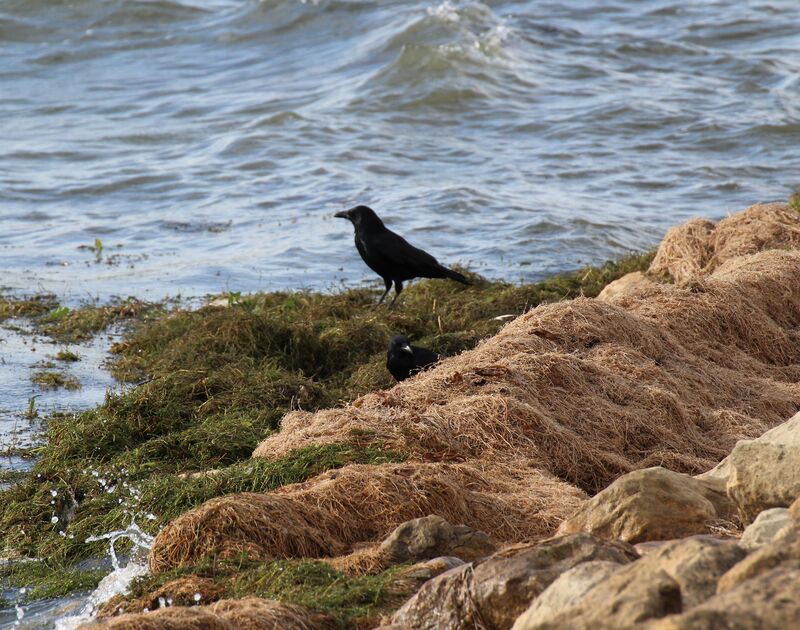 Carrion Crow