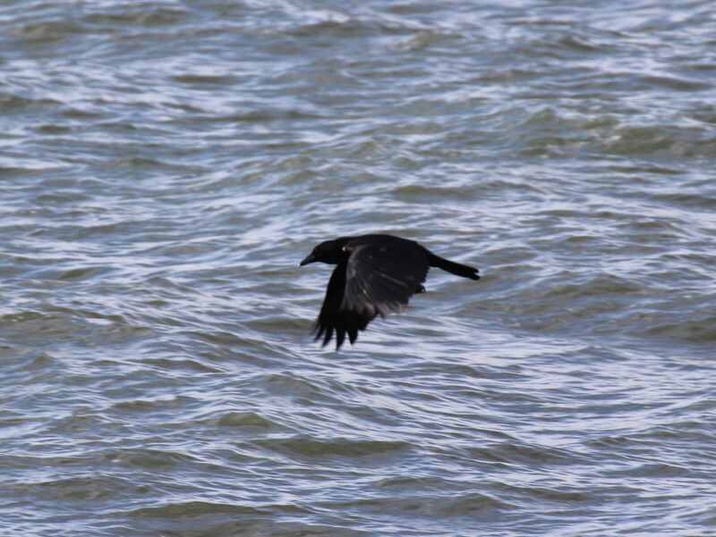 Carrion Crow