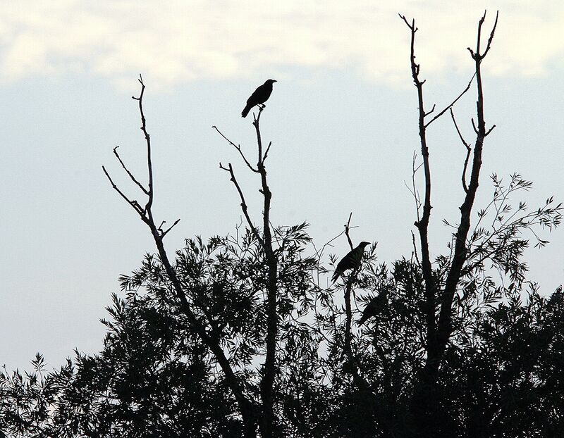 Carrion Crow