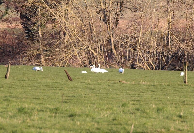 Mute Swan