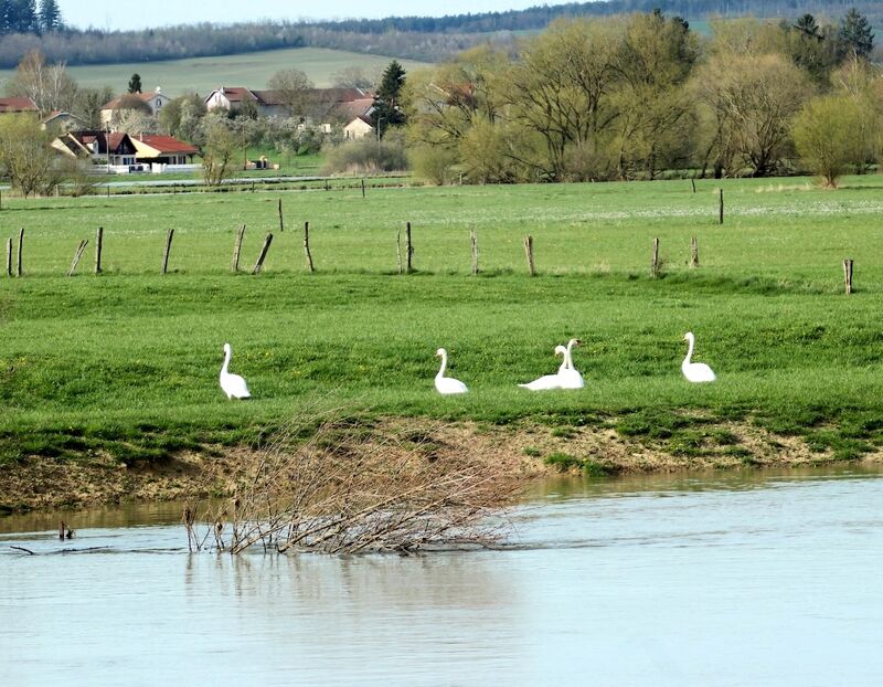 Cygne tuberculé