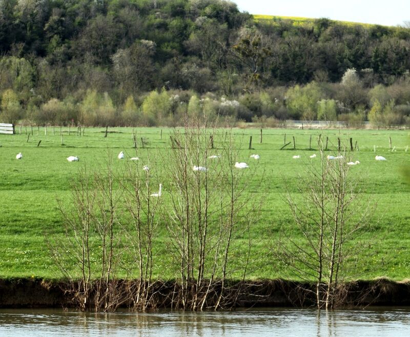 Cygne tuberculé