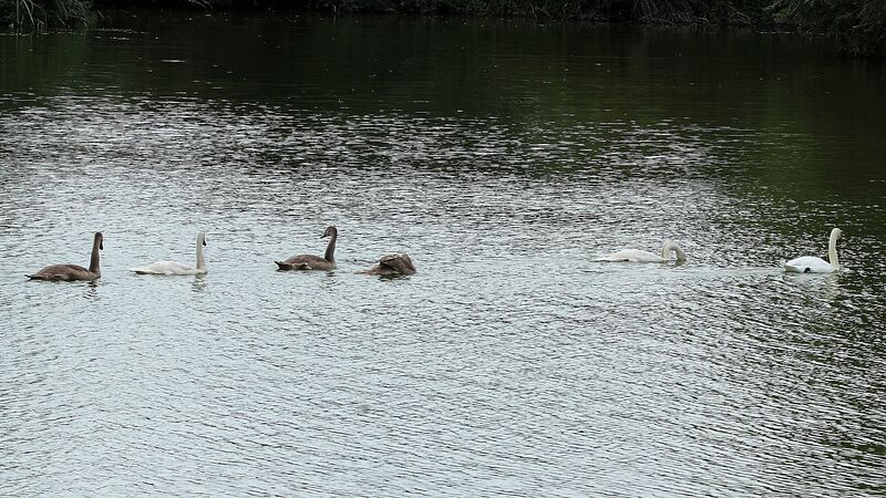 Cygne tuberculé