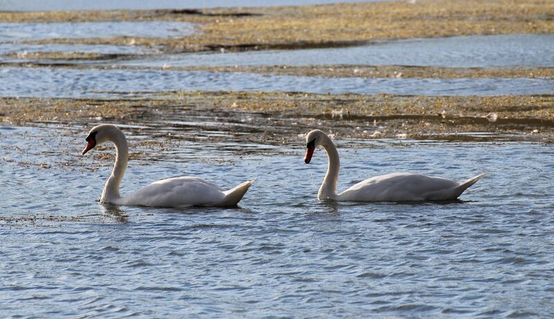 Mute Swan