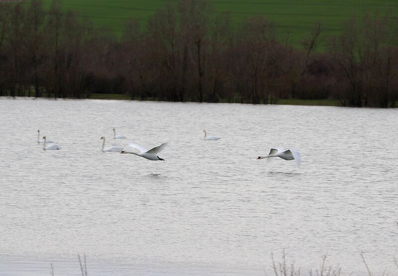 Cygne tuberculé