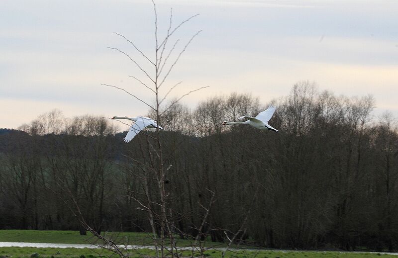 Mute Swan