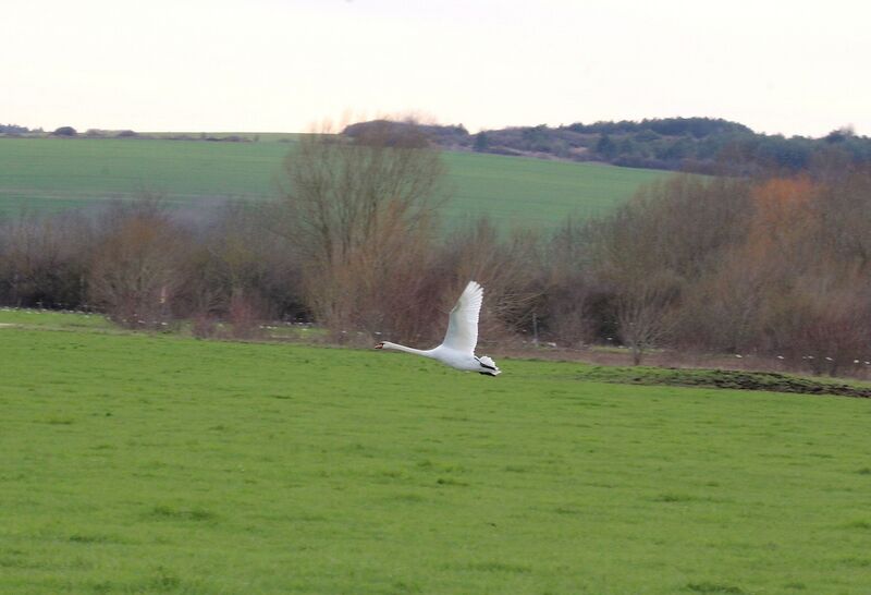 Mute Swan