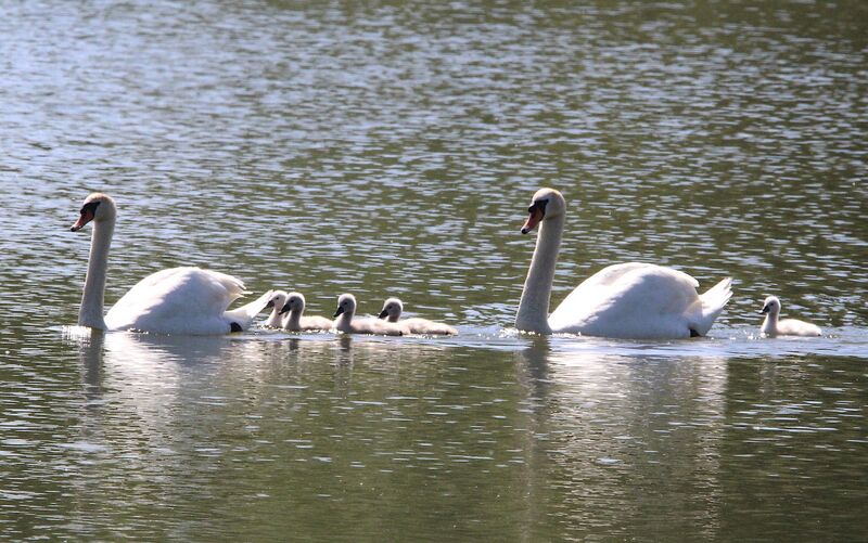 Cygne tuberculé