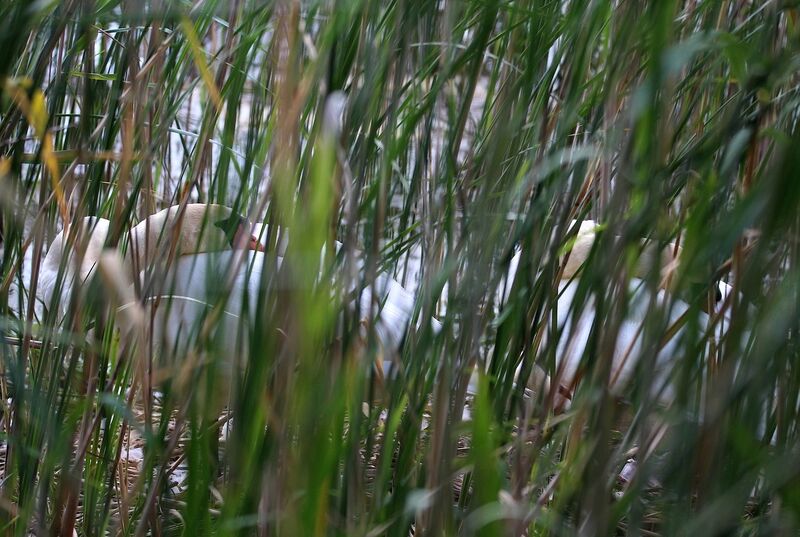 Cygne tuberculé