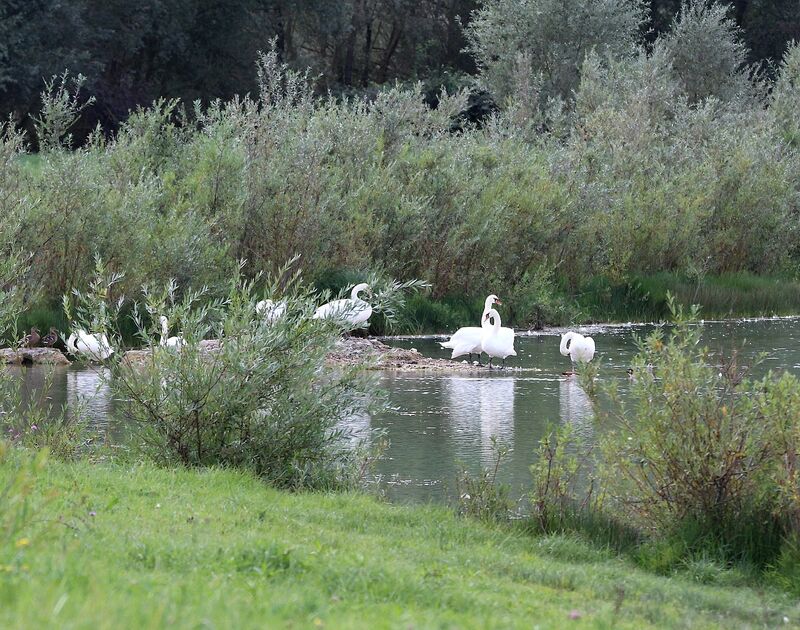 Cygne tuberculé