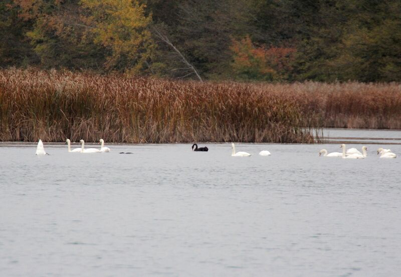 Cygne tuberculé