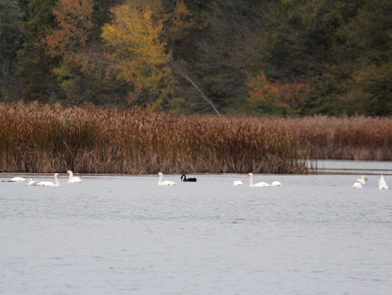 Cygne tuberculé