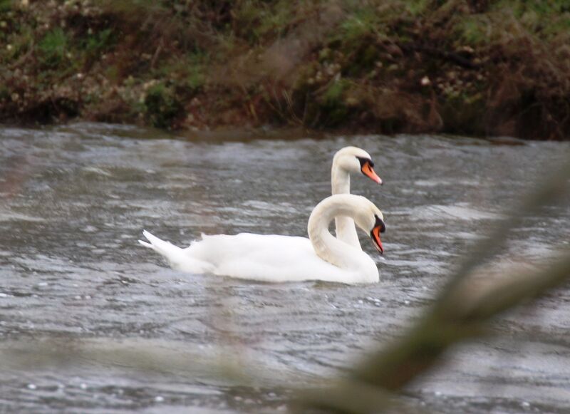 Cygne tuberculé