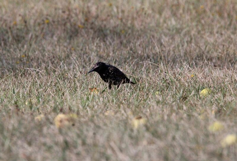 Common Starling