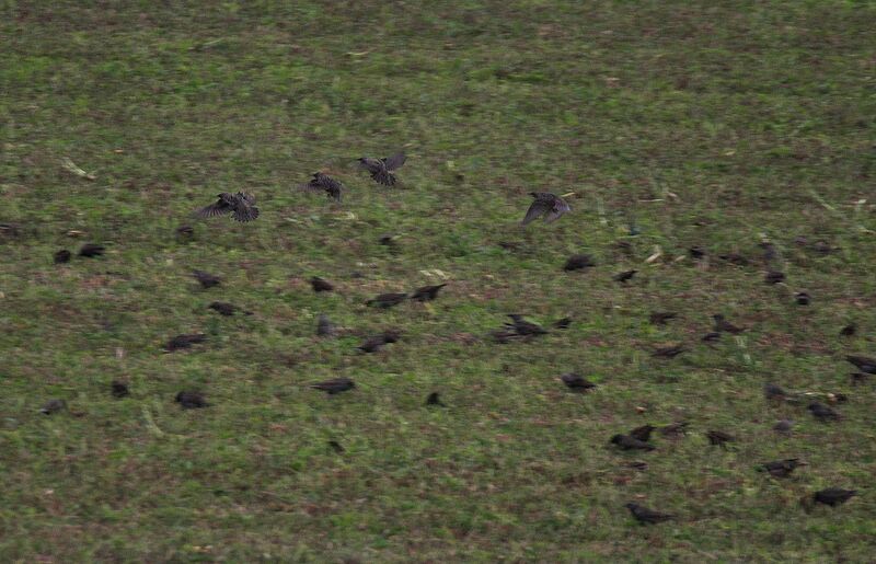 Common Starling