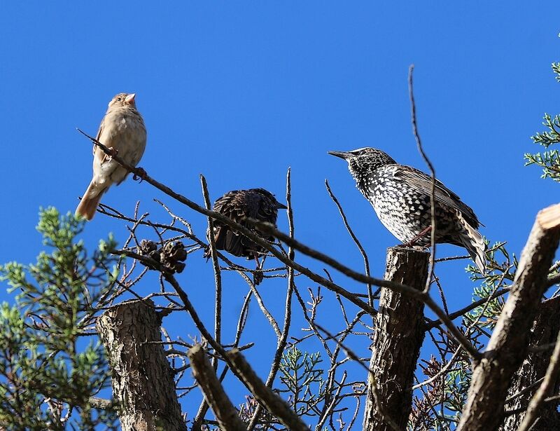 Common Starling