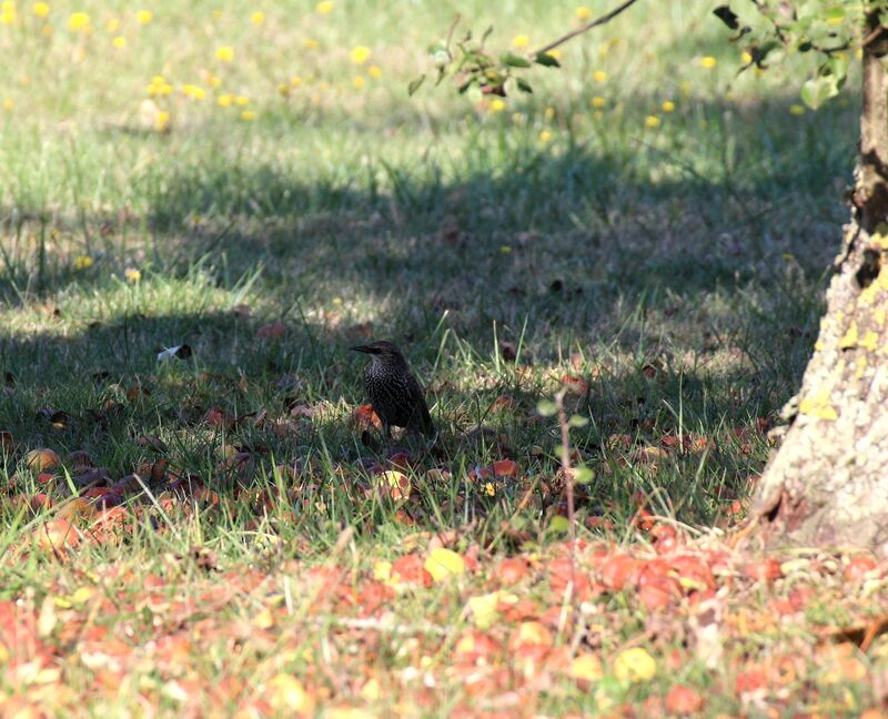 Common Starling