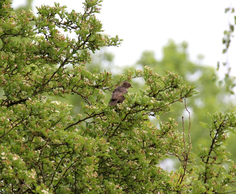 Common Starling